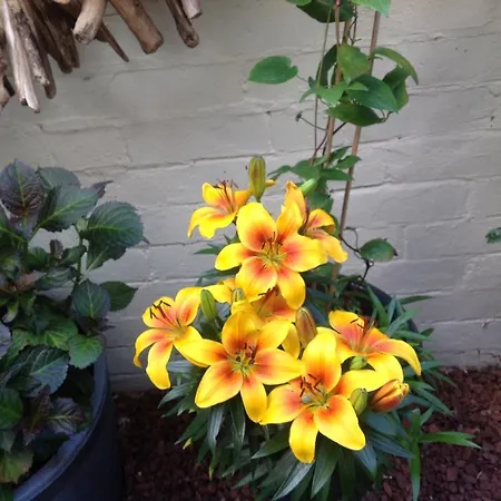 Bed & Breakfast Heathfield Whitby